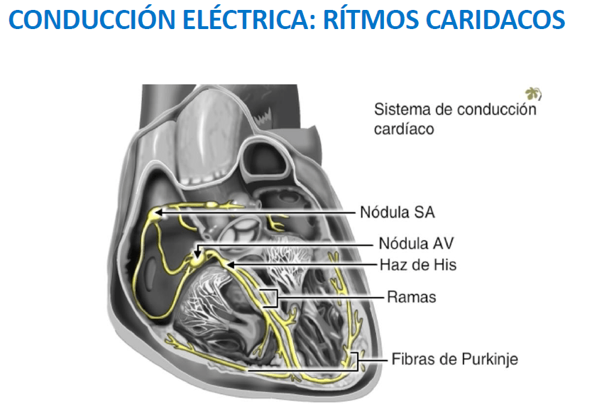 conducción eléctrica: ritmos cardiacos